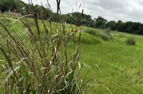 Connemara Meadow