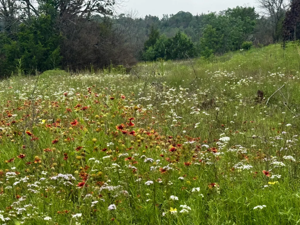 Tandy Hills Nature Area