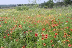 Tandy Hills Natural Area