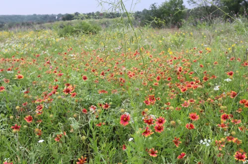 Tandy Hills Natural Area
