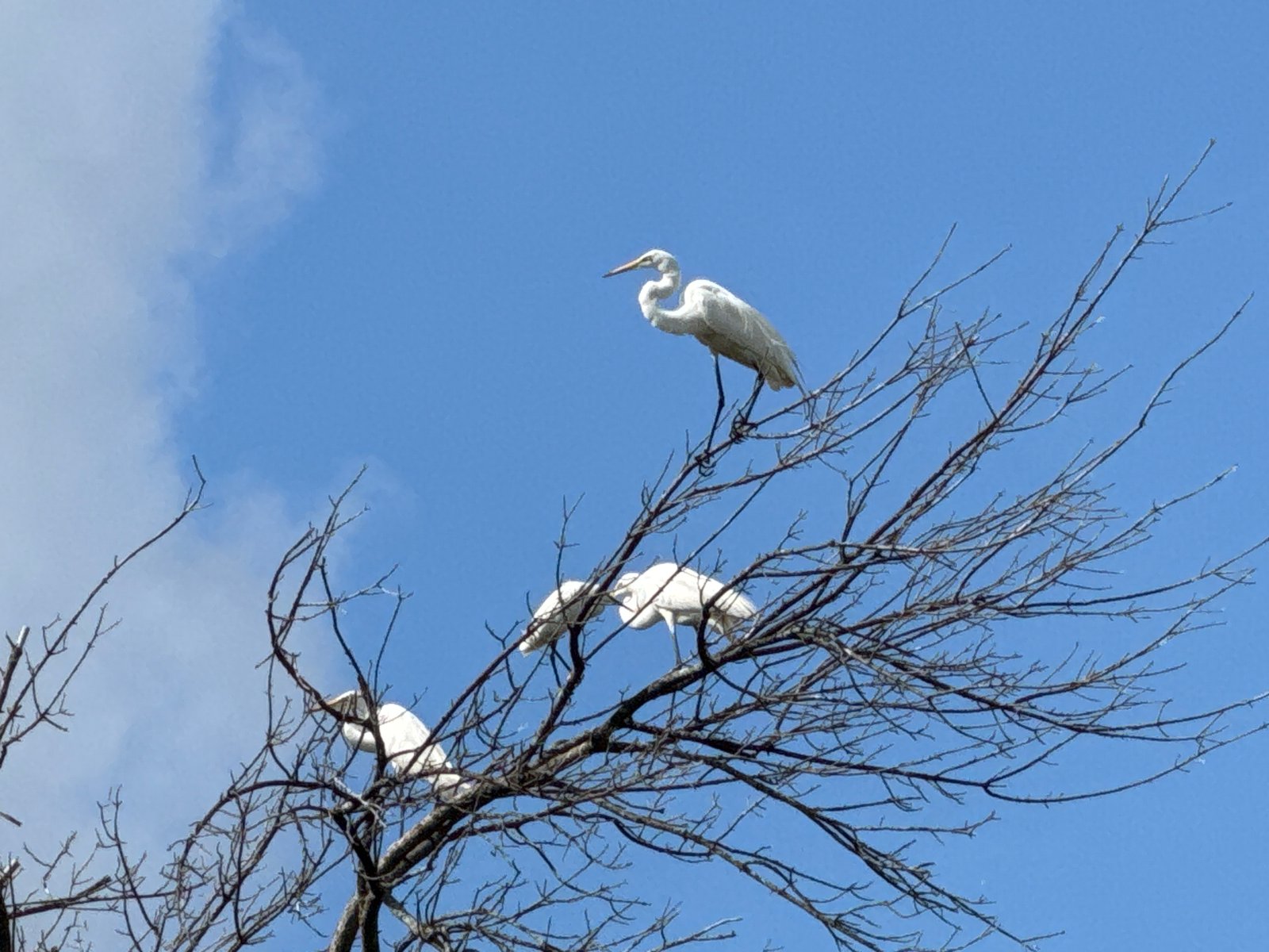 Marion Samson Egrets