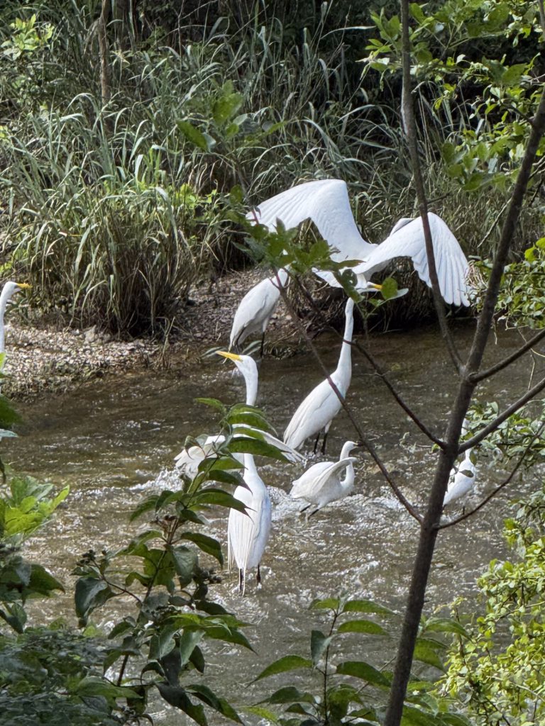 Marion Samson Egrets