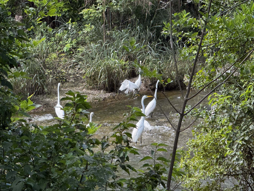 Marion Samson Egrets