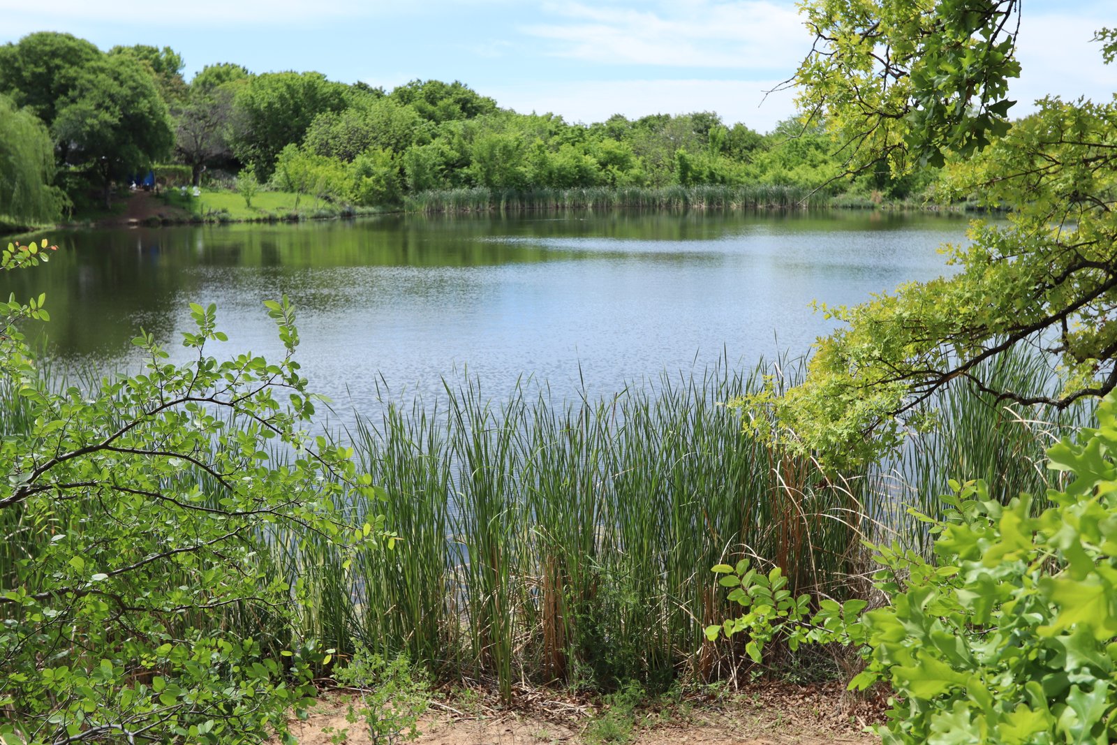 Sheri Capehart Nature Preserve - Pond