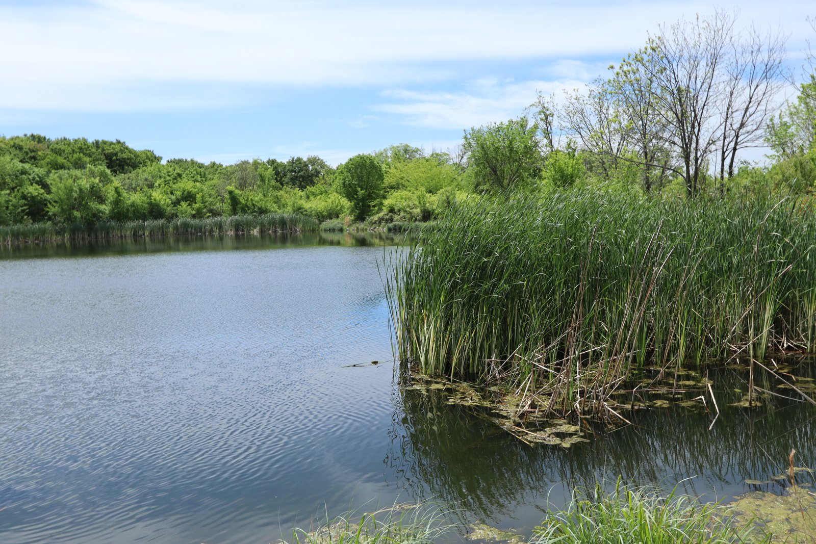 Sheri Capehart Nature Preserve - Pond
