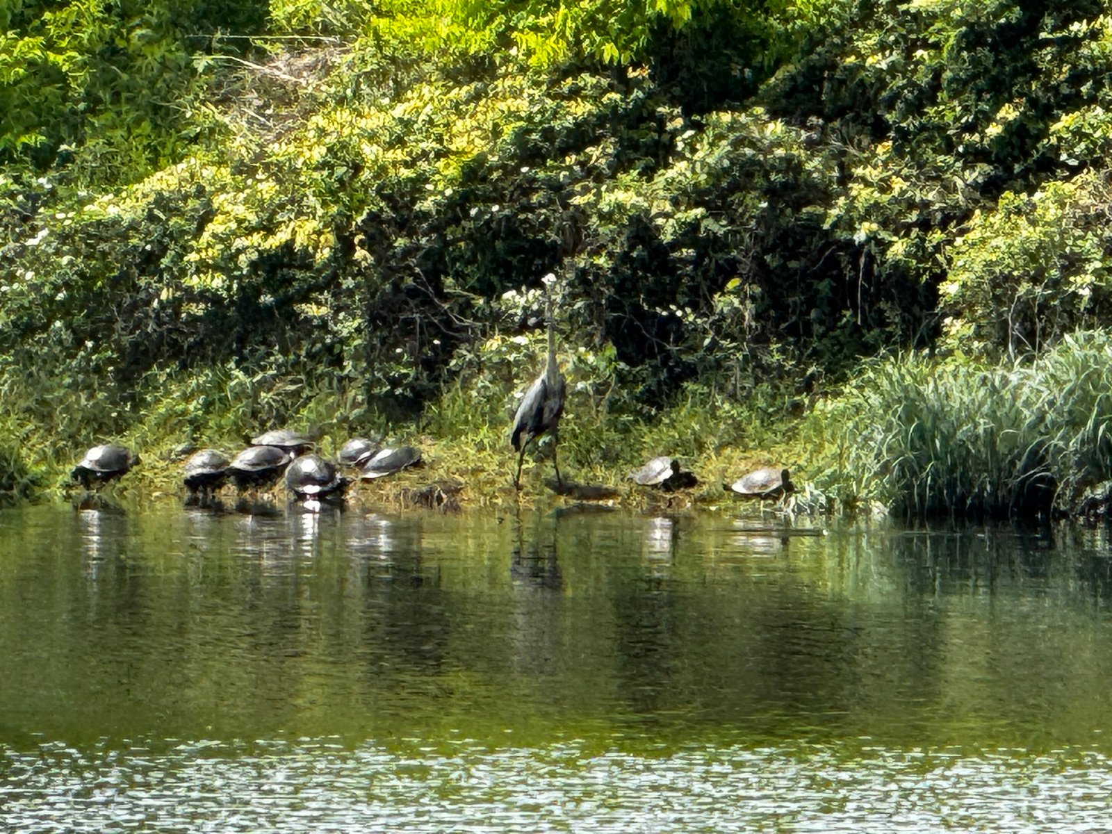 Sheri Capehart Nature Preserve - Turtles